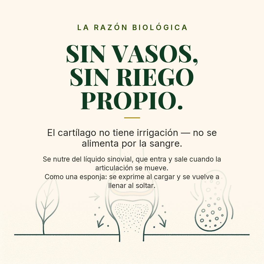 El cartílago se nutre del movimiento: por qué 