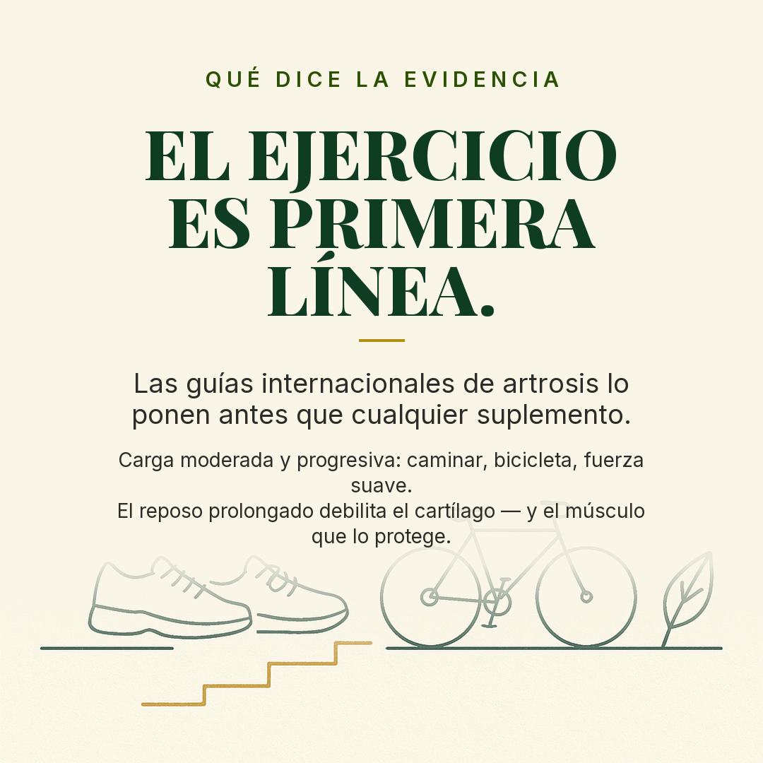 El cartílago se nutre del movimiento: por qué 